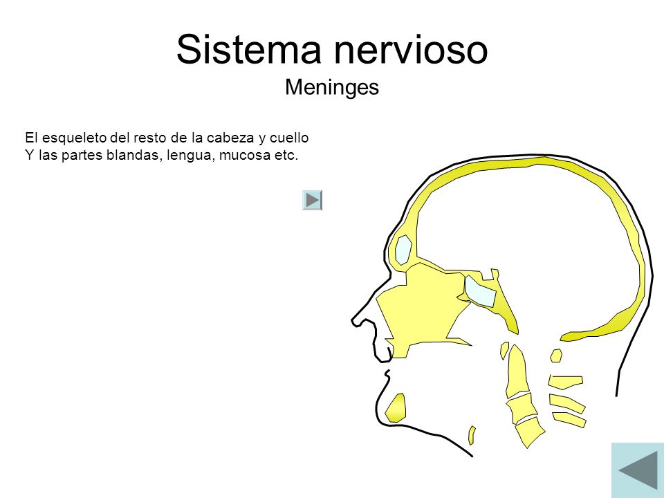 Sistema nervioso Meninges