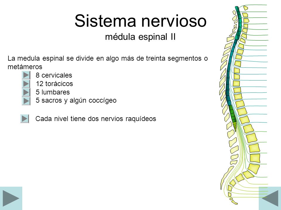 Sistema nervioso médula espinal II