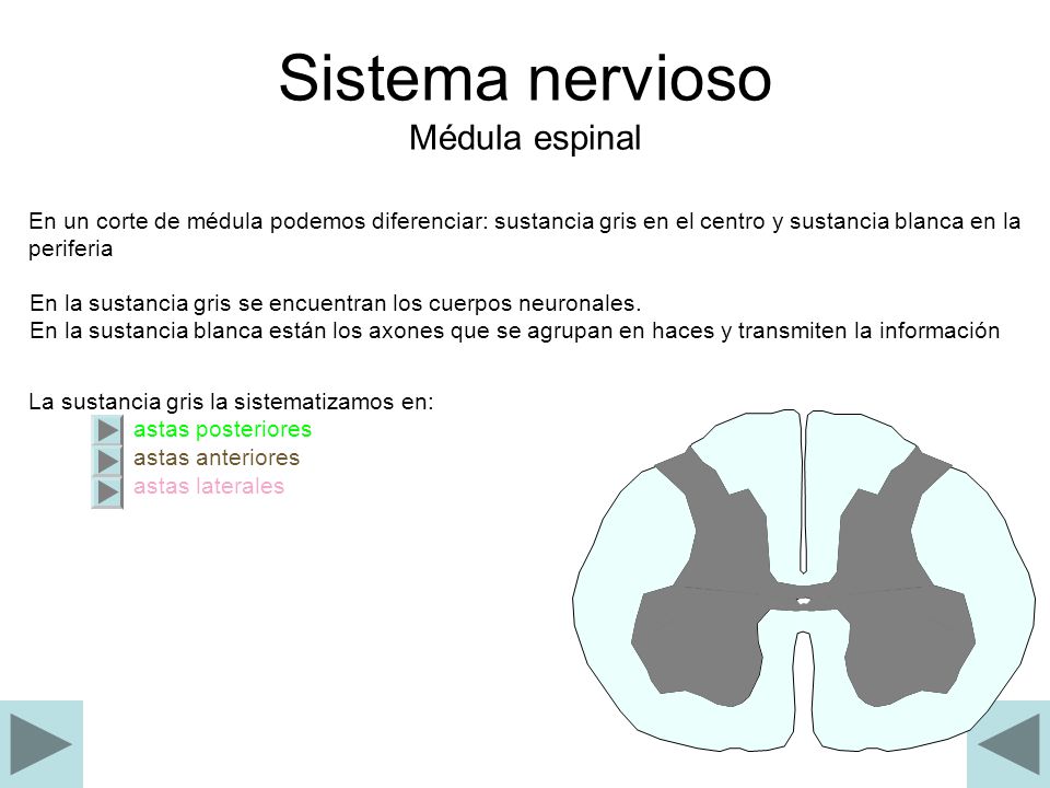 Sistema nervioso Médula espinal