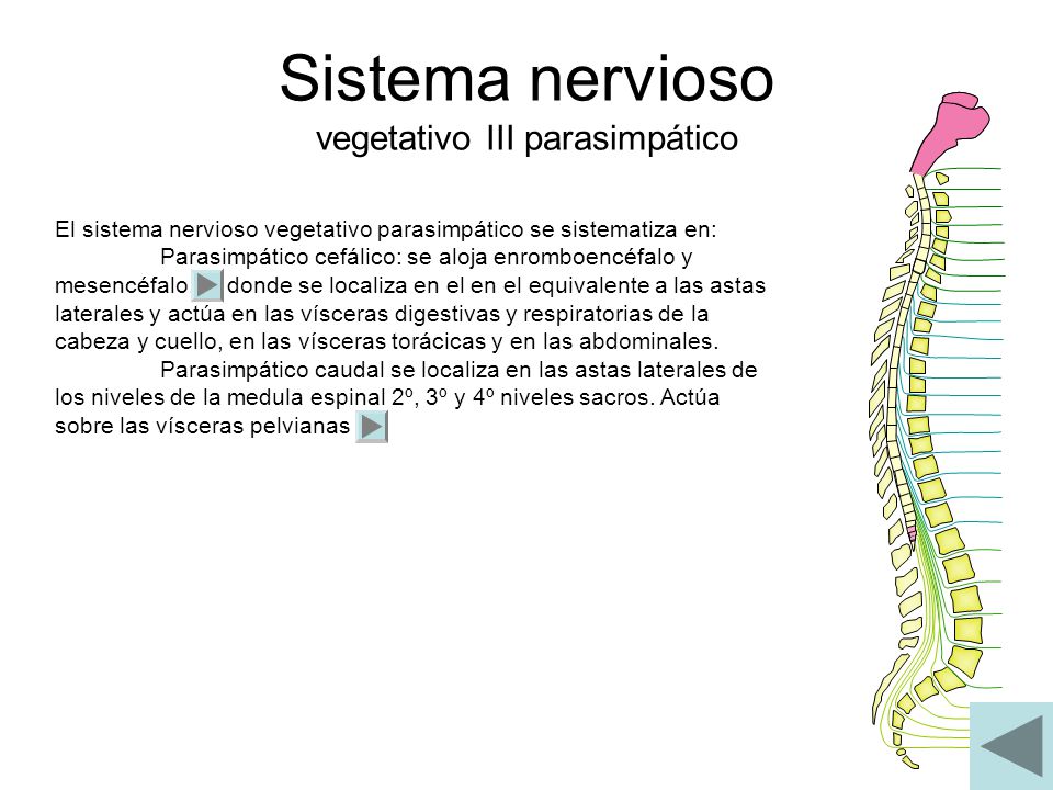 Sistema nervioso vegetativo III parasimpático