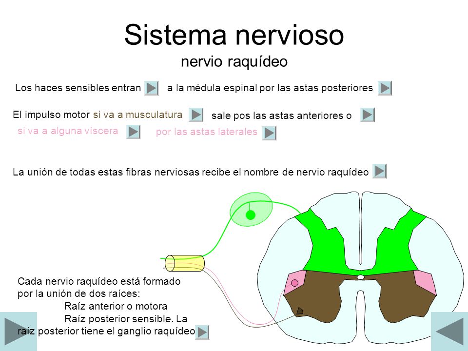 Sistema nervioso nervio raquídeo