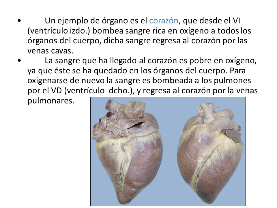 Un ejemplo de órgano es el corazón, que desde el VI (ventrículo izdo