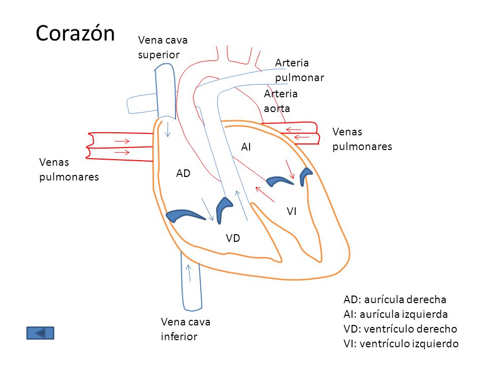 Corazón Vena cava superior Arteria pulmonar Arteria aorta