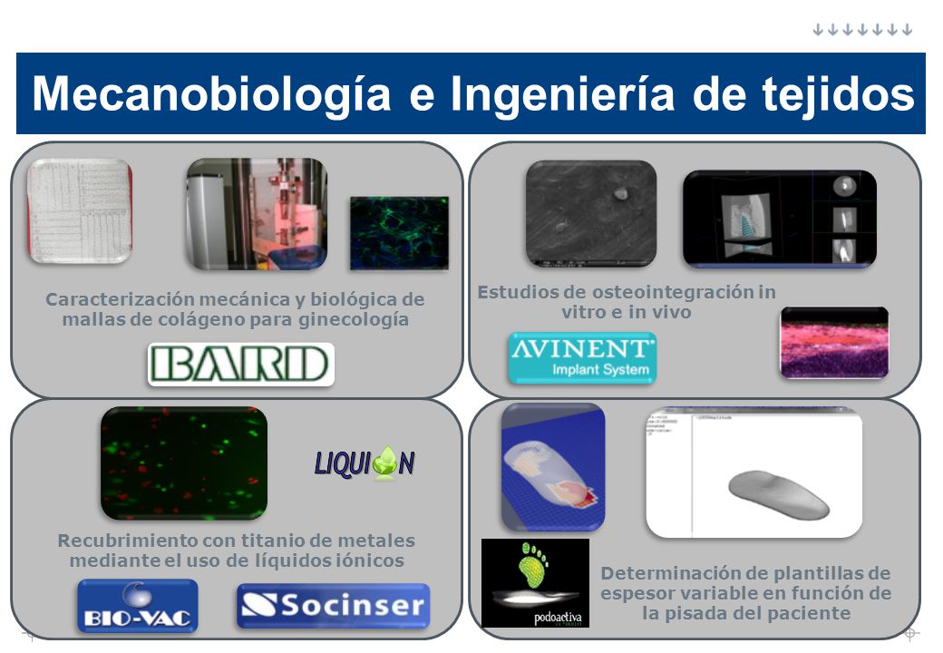 Mecanobiología e Ingeniería de tejidos