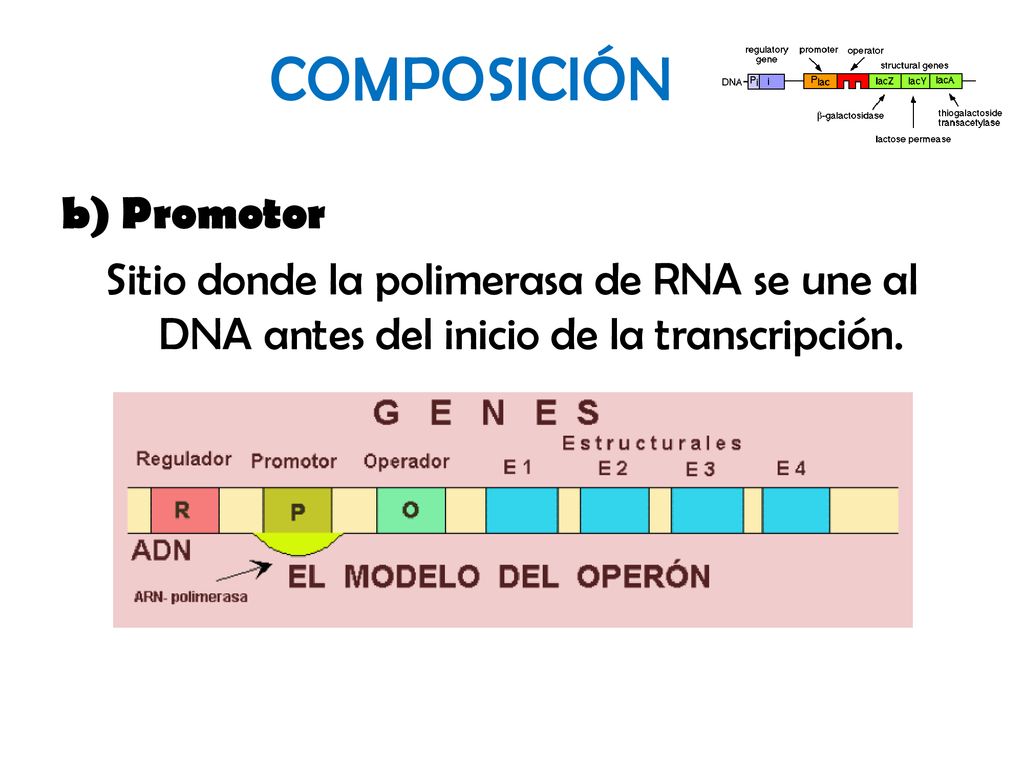 COMPOSICIÓN b) Promotor Sitio donde la polimerasa de RNA se une al DNA antes del inicio de la transcripción.