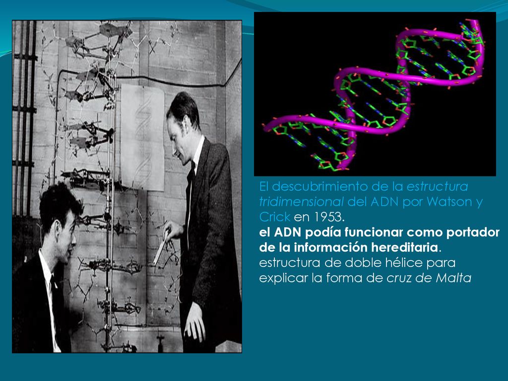 El descubrimiento de la estructura tridimensional del ADN por Watson y Crick en 1953.