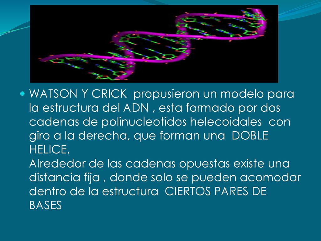 WATSON Y CRICK propusieron un modelo para la estructura del ADN , esta formado por dos cadenas de polinucleotidos helecoidales con giro a la derecha, que forman una DOBLE HELICE.