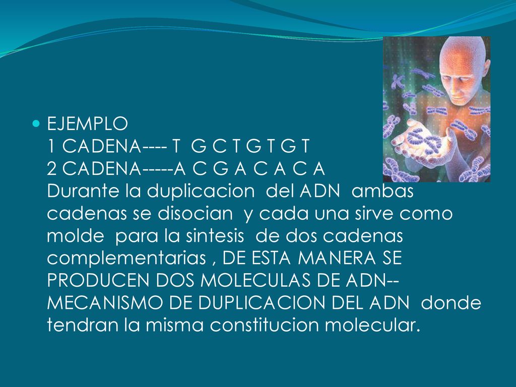 EJEMPLO 1 CADENA---- T G C T G T G T 2 CADENA-----A C G A C A C A Durante la duplicacion del ADN ambas cadenas se disocian y cada una sirve como molde para la sintesis de dos cadenas complementarias , DE ESTA MANERA SE PRODUCEN DOS MOLECULAS DE ADN--MECANISMO DE DUPLICACION DEL ADN donde tendran la misma constitucion molecular.