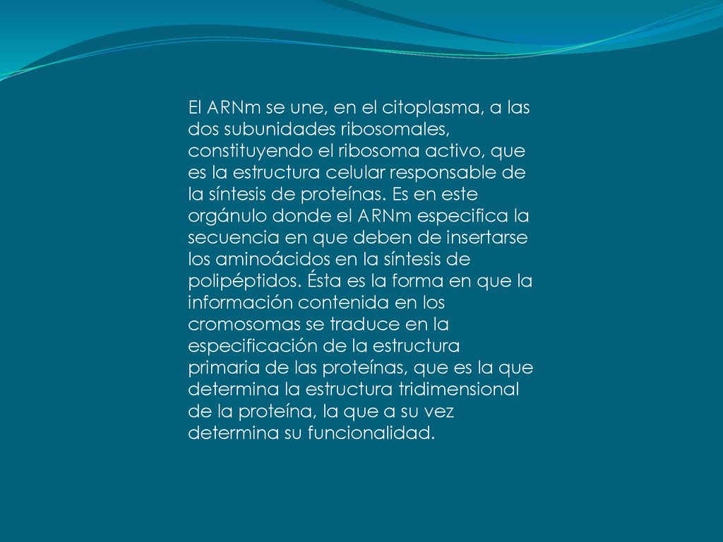 El ARNm se une, en el citoplasma, a las dos subunidades ribosomales, constituyendo el ribosoma activo, que es la estructura celular responsable de la síntesis de proteínas.