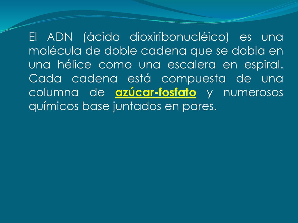 El ADN (ácido dioxiribonucléico) es una molécula de doble cadena que se dobla en una hélice como una escalera en espiral.
