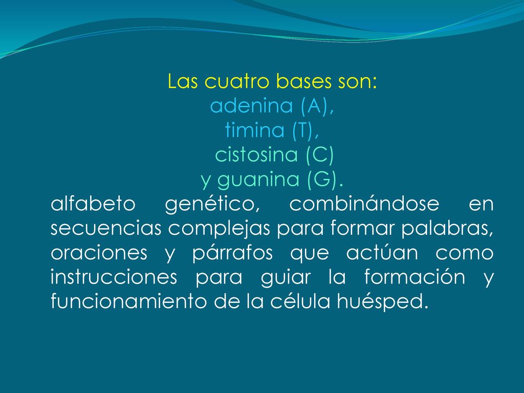 Las cuatro bases son: adenina (A), timina (T), cistosina (C) y guanina (G).