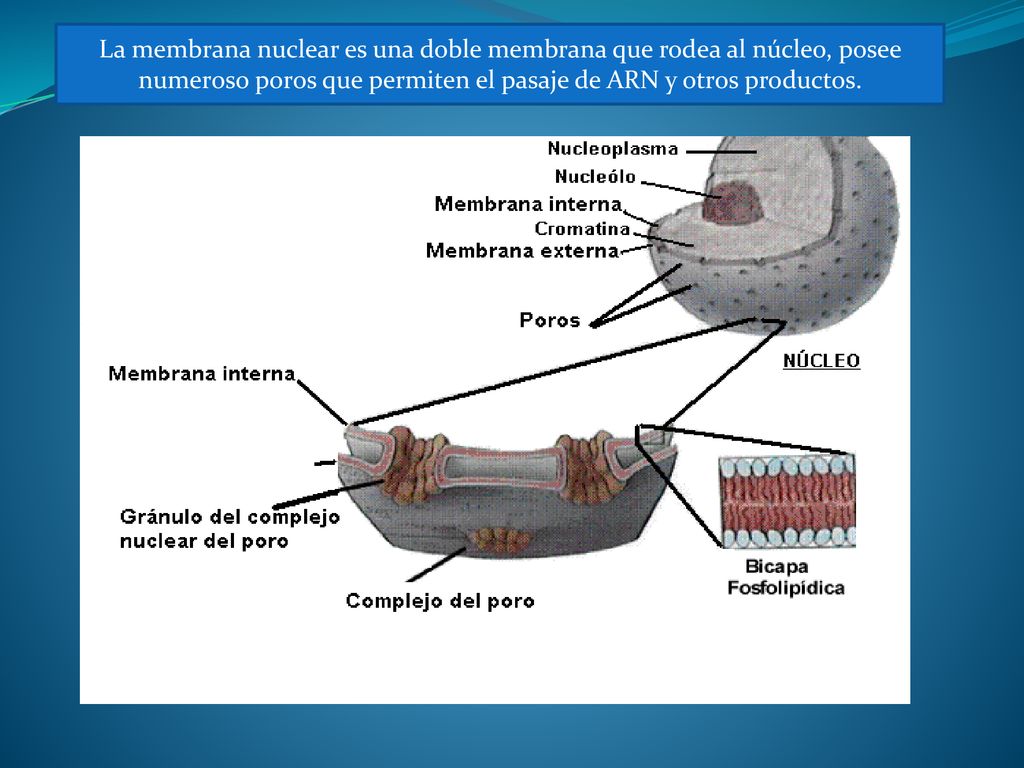 La membrana nuclear es una doble membrana que rodea al núcleo, posee numeroso poros que permiten el pasaje de ARN y otros productos.