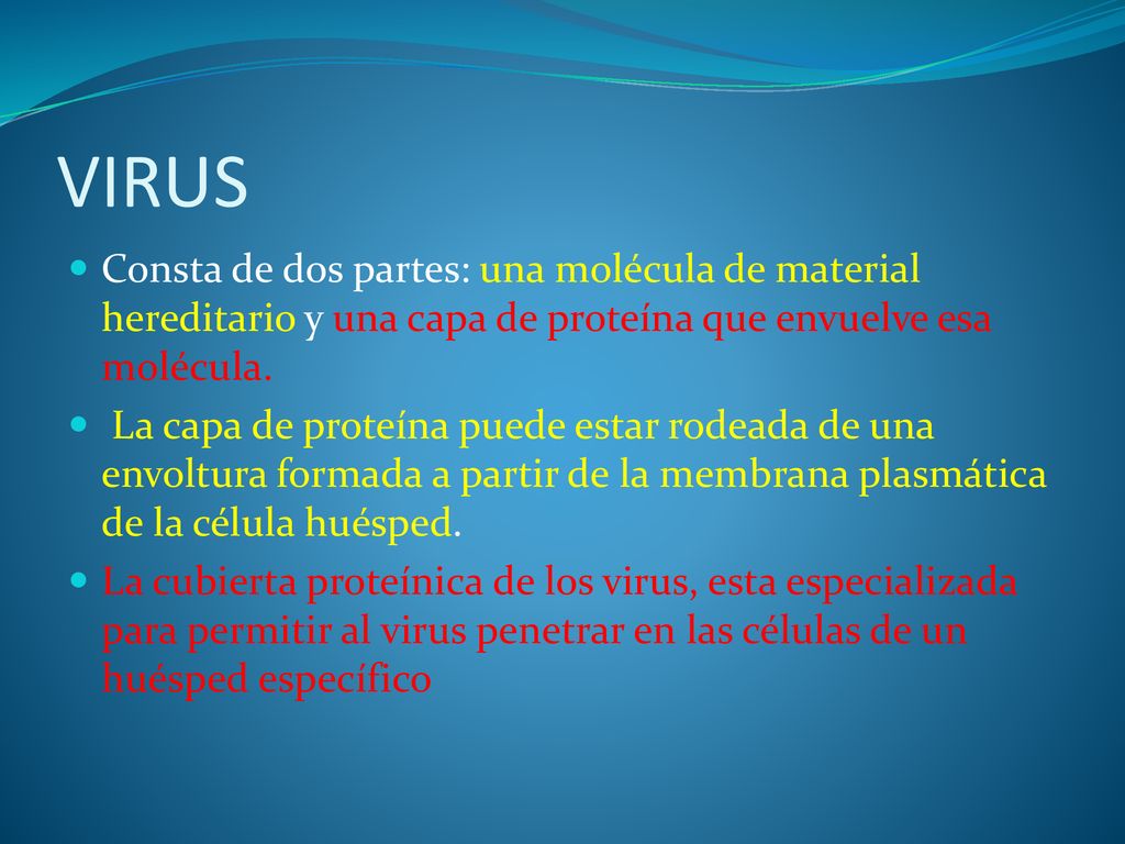 VIRUS Consta de dos partes: una molécula de material hereditario y una capa de proteína que envuelve esa molécula.
