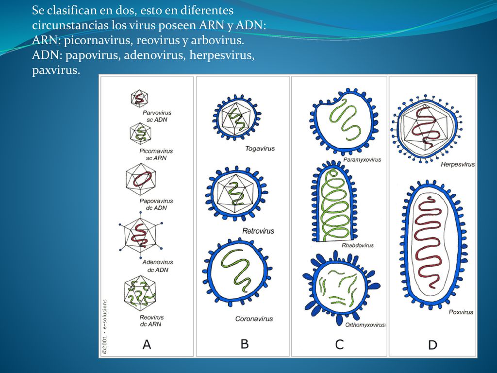 Se clasifican en dos, esto en diferentes circunstancias los virus poseen ARN y ADN: ARN: picornavirus, reovirus y arbovirus.