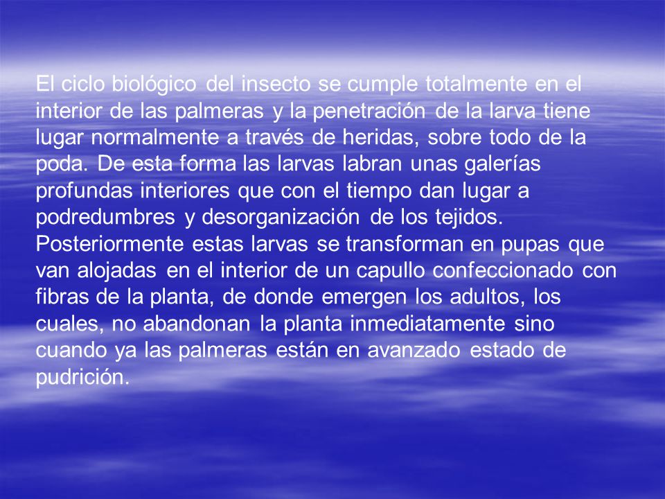 El ciclo biológico del insecto se cumple totalmente en el interior de las palmeras y la penetración de la larva tiene lugar normalmente a través de heridas, sobre todo de la poda.