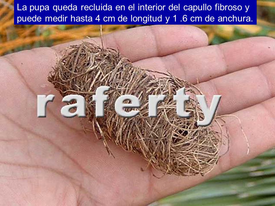 La pupa queda recluida en el interior del capullo fibroso y puede medir hasta 4 cm de longitud y 1 .6 cm de anchura.