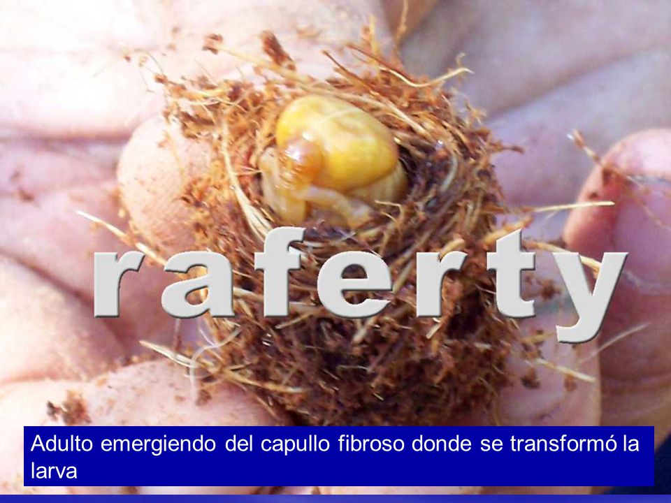 Adulto emergiendo del capullo fibroso donde se transformó la larva