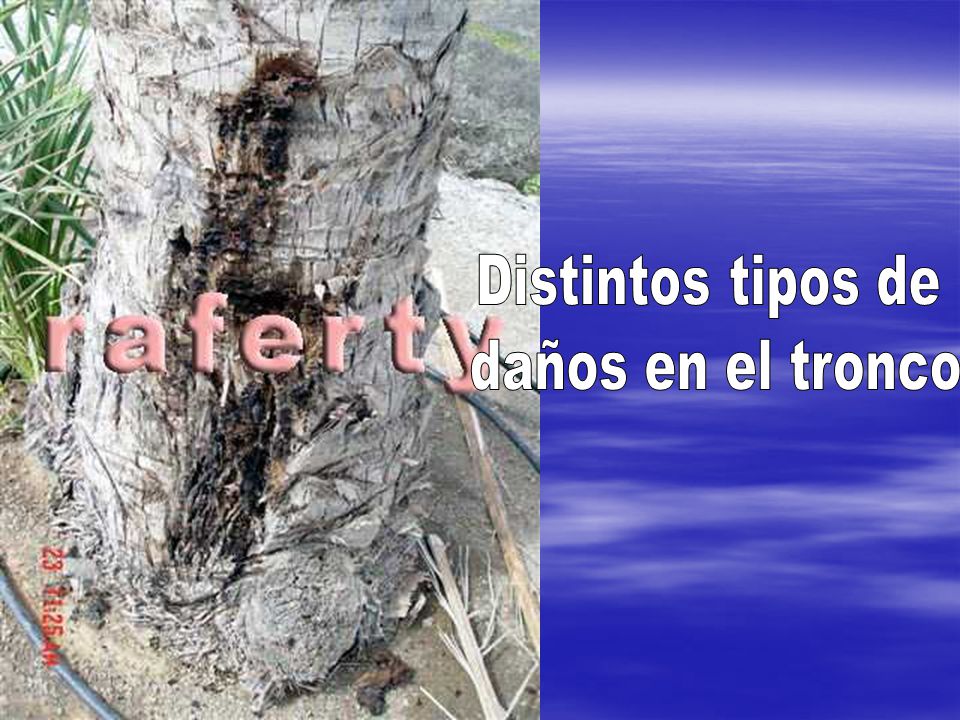 Distintos tipos de daños en el tronco