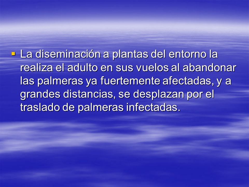 La diseminación a plantas del entorno la realiza el adulto en sus vuelos al abandonar las palmeras ya fuertemente afectadas, y a grandes distancias, se desplazan por el traslado de palmeras infectadas.