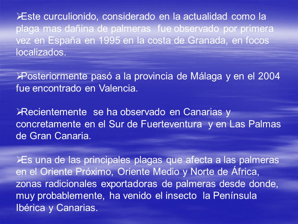 Este curculionido, considerado en la actualidad como la plaga mas dañina de palmeras fue observado por primera vez en España en 1995 en la costa de Granada, en focos localizados.