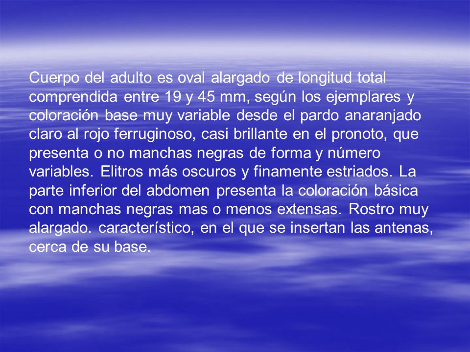 Cuerpo del adulto es oval alargado de longitud total comprendida entre 19 y 45 mm, según los ejemplares y coloración base muy variable desde el pardo anaranjado claro al rojo ferruginoso, casi brillante en el pronoto, que presenta o no manchas negras de forma y número variables.