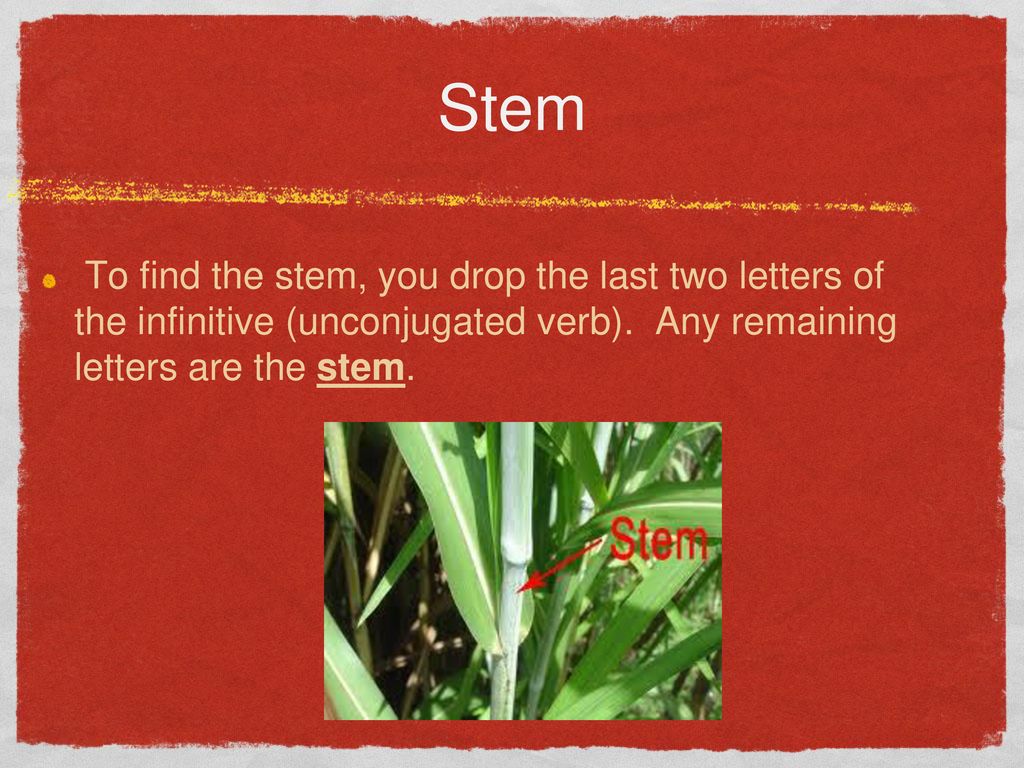 Stem To find the stem, you drop the last two letters of the infinitive (unconjugated verb).