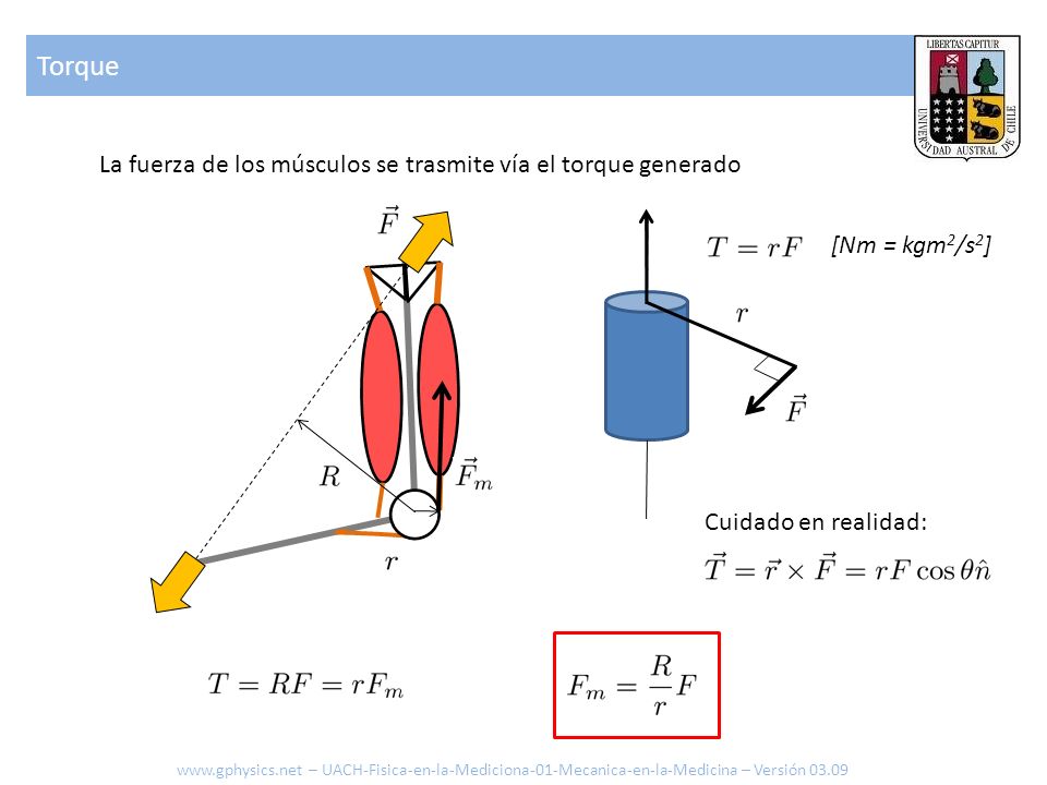 Torque La fuerza de los músculos se trasmite vía el torque generado