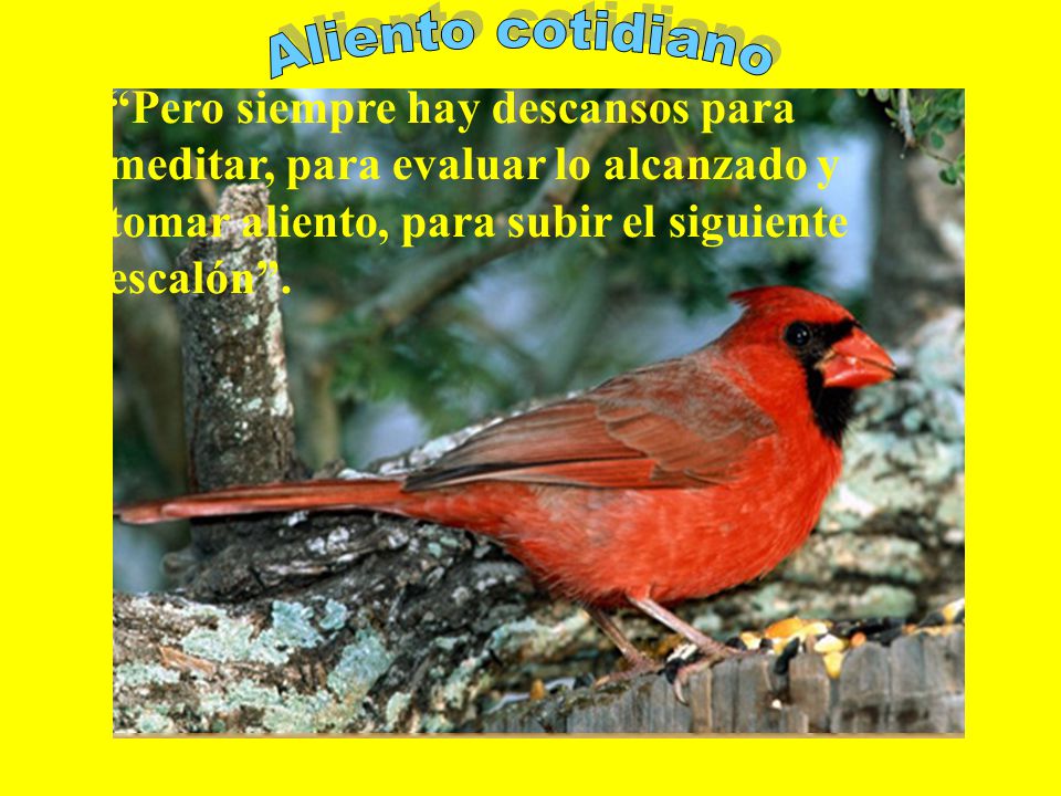 Aliento cotidiano Pero siempre hay descansos para meditar, para evaluar lo alcanzado y tomar aliento, para subir el siguiente escalón .