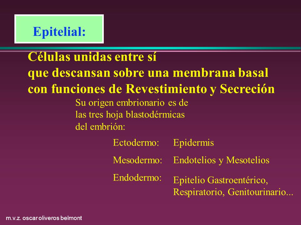 Células unidas entre sí que descansan sobre una membrana basal