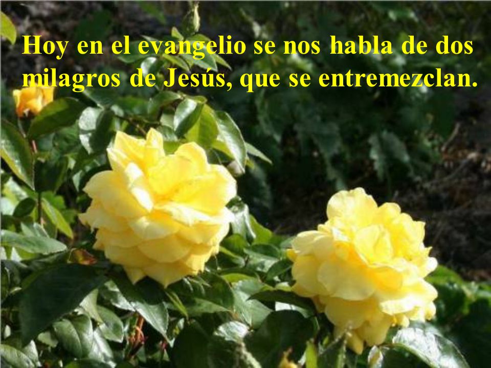 Hoy en el evangelio se nos habla de dos milagros de Jesús, que se entremezclan.