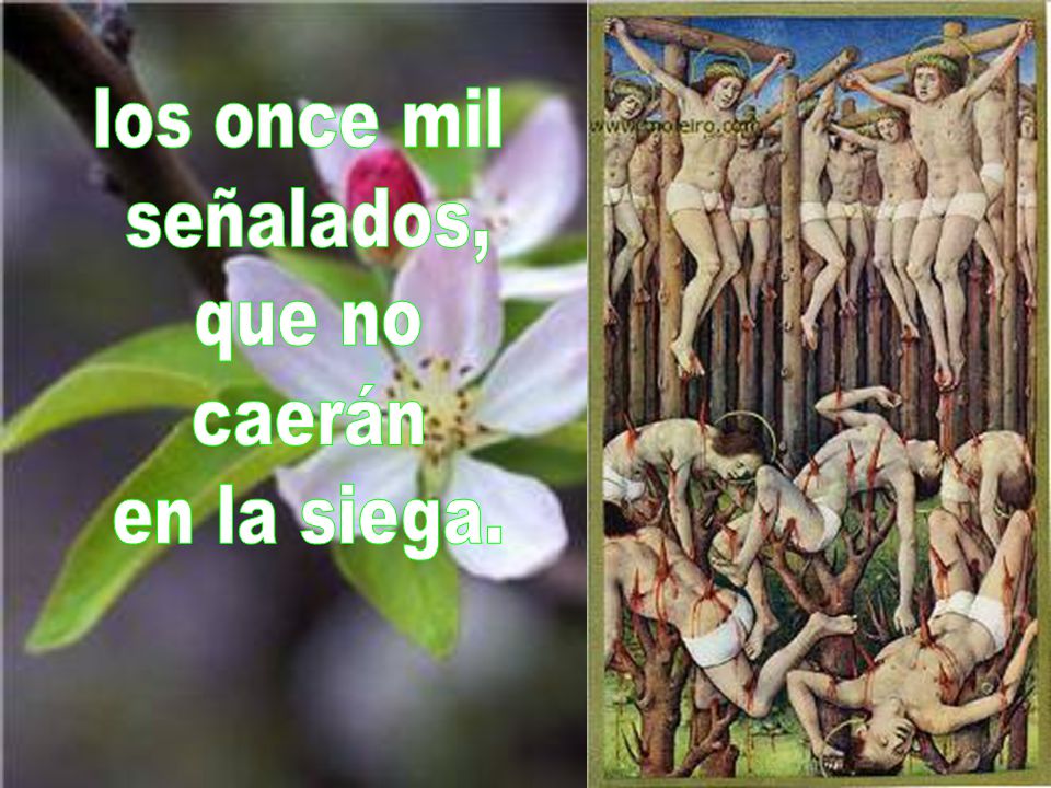los once mil señalados, que no caerán en la siega.