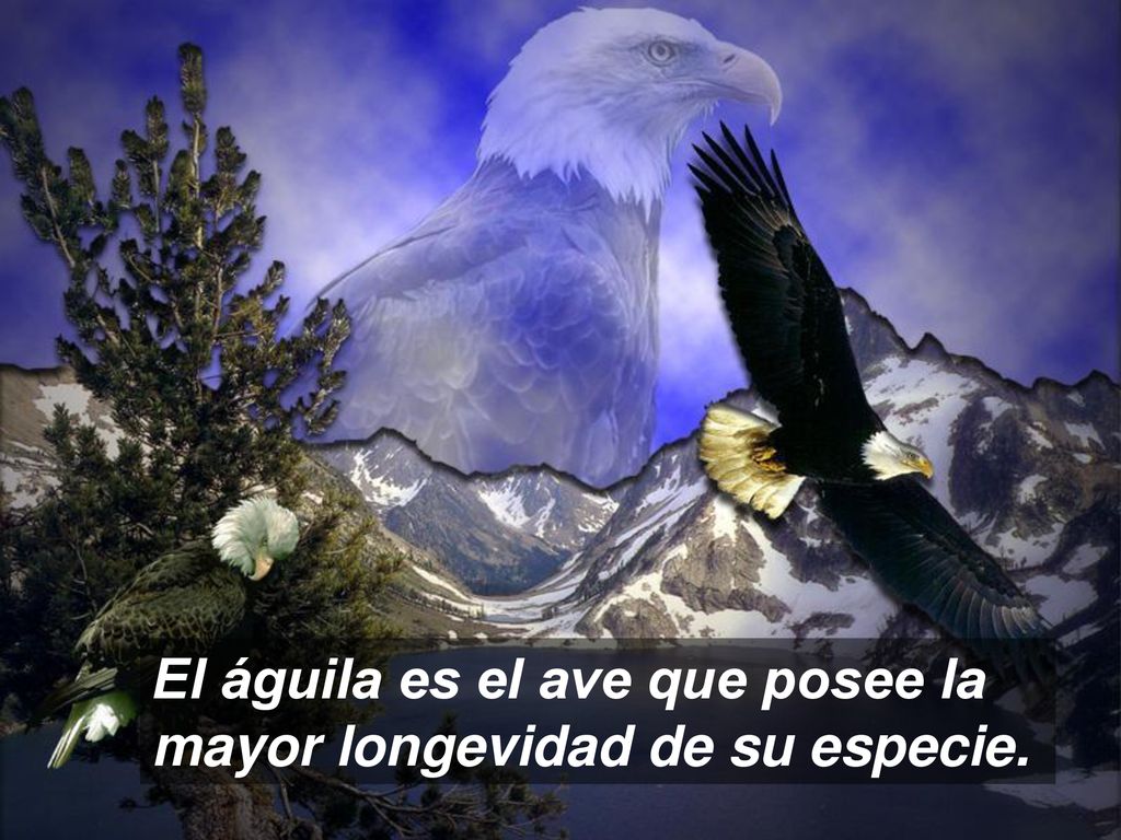 El águila es el ave que posee la mayor longevidad de su especie.