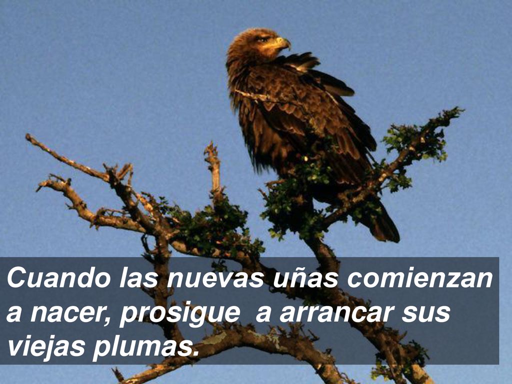 Cuando las nuevas uñas comienzan a nacer, prosigue a arrancar sus viejas plumas.