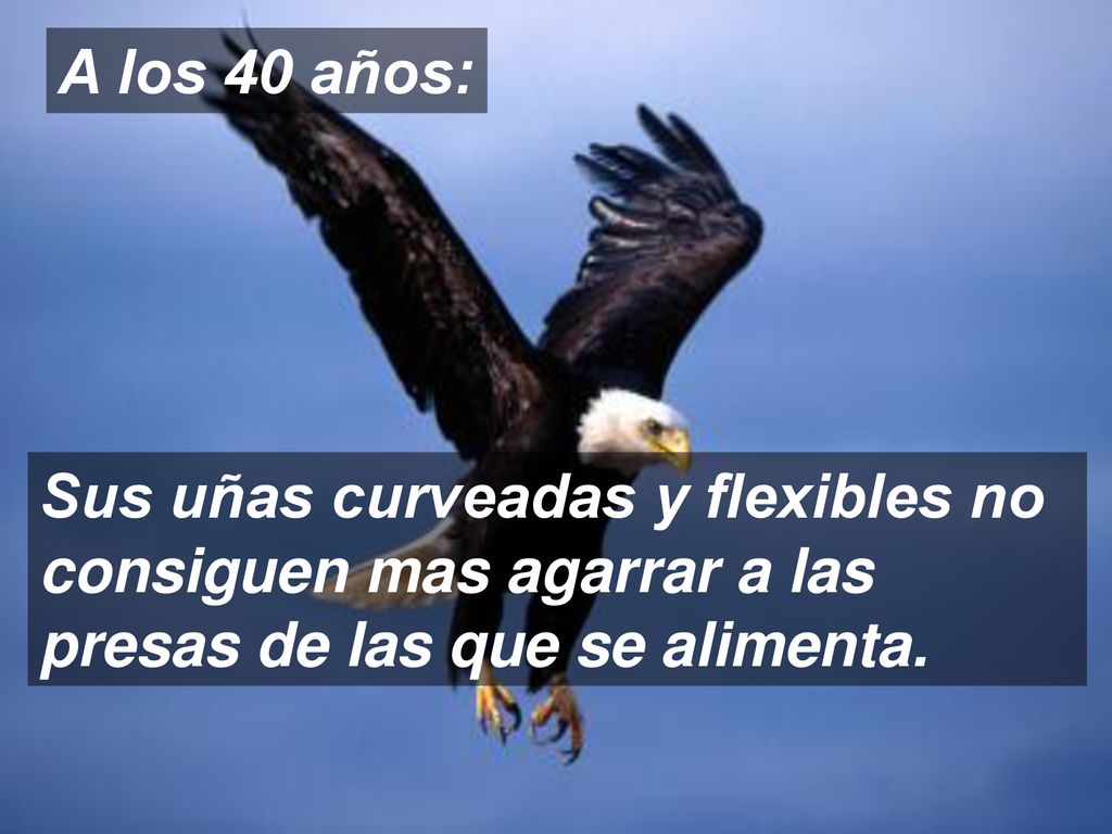 A los 40 años: Sus uñas curveadas y flexibles no consiguen mas agarrar a las presas de las que se alimenta.