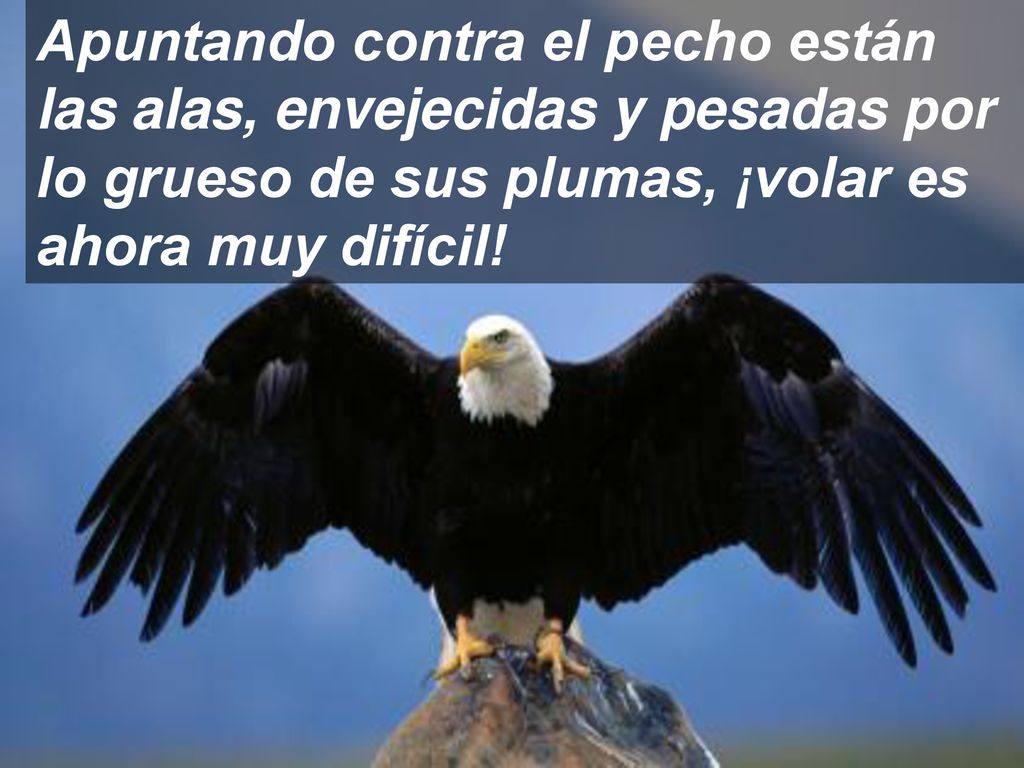 Apuntando contra el pecho están las alas, envejecidas y pesadas por lo grueso de sus plumas, ¡volar es ahora muy difícil!