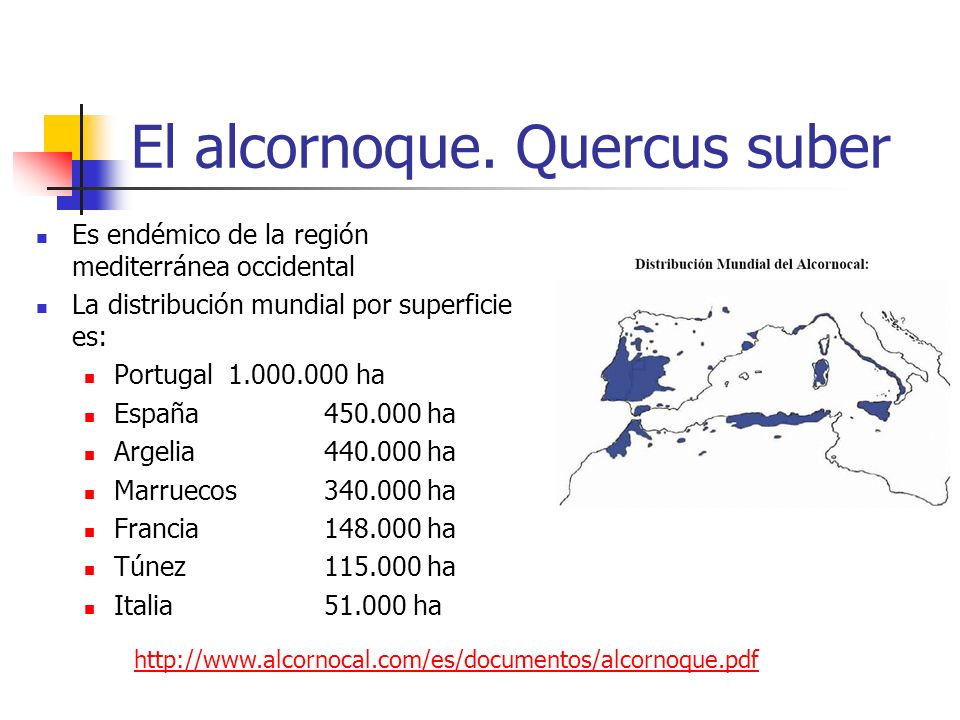 El alcornoque. Quercus suber