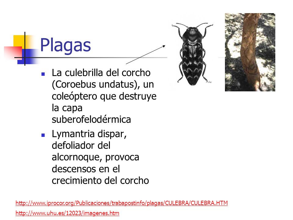 Plagas La culebrilla del corcho (Coroebus undatus), un coleóptero que destruye la capa suberofelodérmica.
