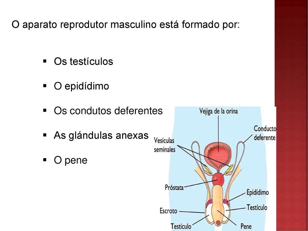 O aparato reprodutor masculino está formado por: