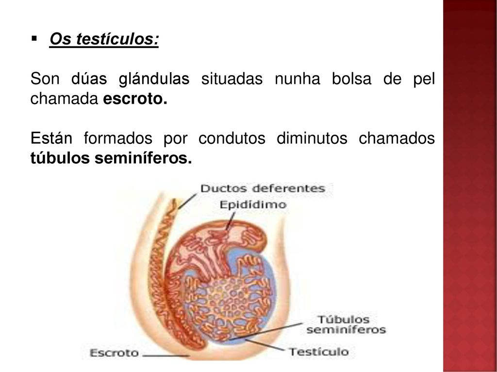 Os testículos: Son dúas glándulas situadas nunha bolsa de pel chamada escroto.