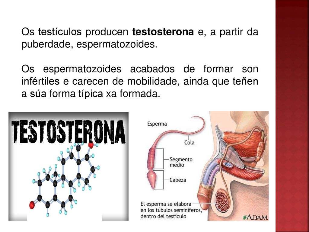 Os testículos producen testosterona e, a partir da puberdade, espermatozoides.