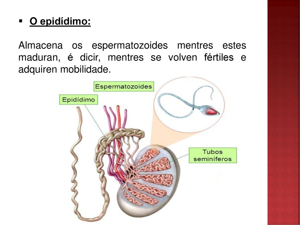 O epidídimo: Almacena os espermatozoides mentres estes maduran, é dicir, mentres se volven fértiles e adquiren mobilidade.
