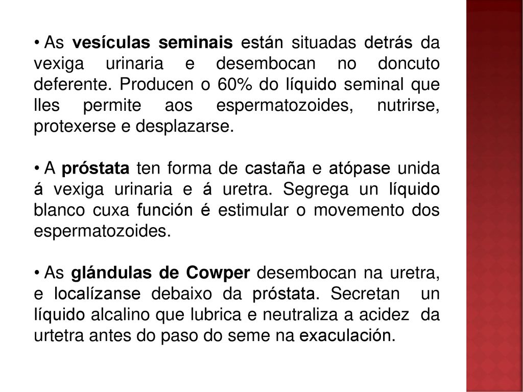 As vesículas seminais están situadas detrás da vexiga urinaria e desembocan no doncuto deferente. Producen o 60% do líquido seminal que lles permite aos espermatozoides, nutrirse, protexerse e desplazarse.