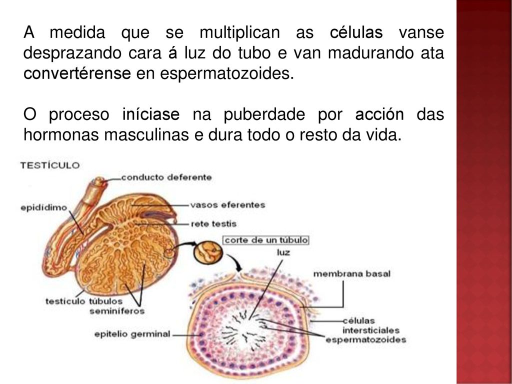 A medida que se multiplican as células vanse desprazando cara á luz do tubo e van madurando ata convertérense en espermatozoides.