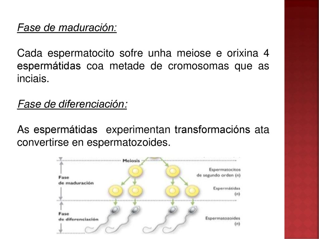 Fase de maduración: Cada espermatocito sofre unha meiose e orixina 4 espermátidas coa metade de cromosomas que as inciais.