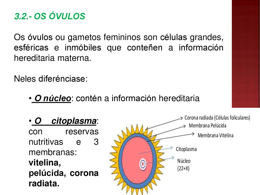 3.2.- OS ÓVULOS Os óvulos ou gametos femininos son células grandes, esféricas e inmóbiles que conteñen a información hereditaria materna.