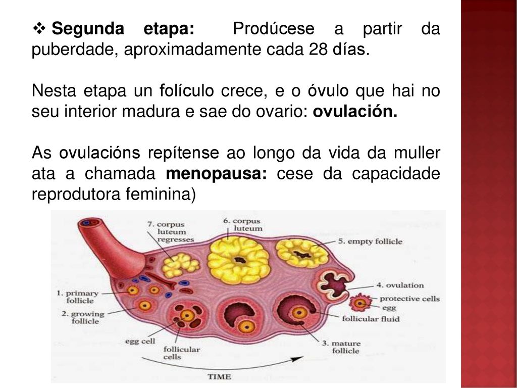 Segunda etapa: Prodúcese a partir da puberdade, aproximadamente cada 28 días.