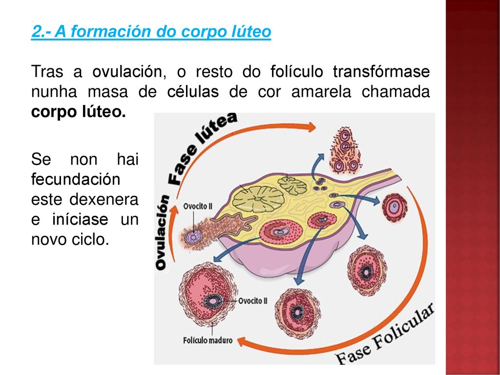 2.- A formación do corpo lúteo