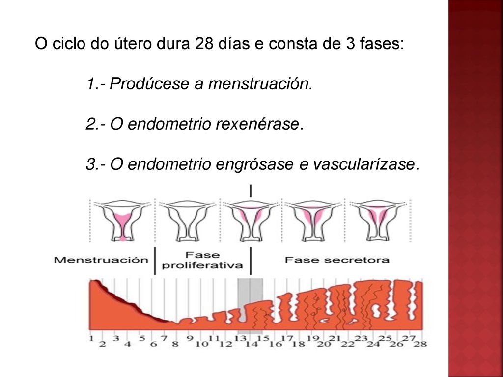 O ciclo do útero dura 28 días e consta de 3 fases: