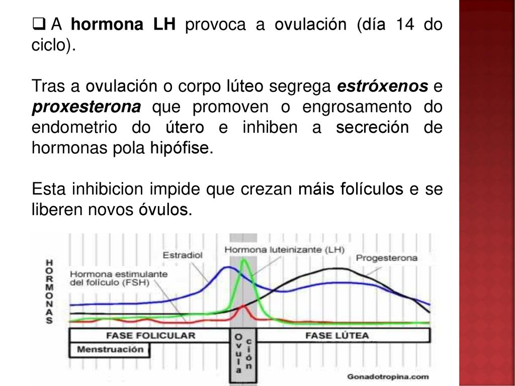 A hormona LH provoca a ovulación (día 14 do ciclo).