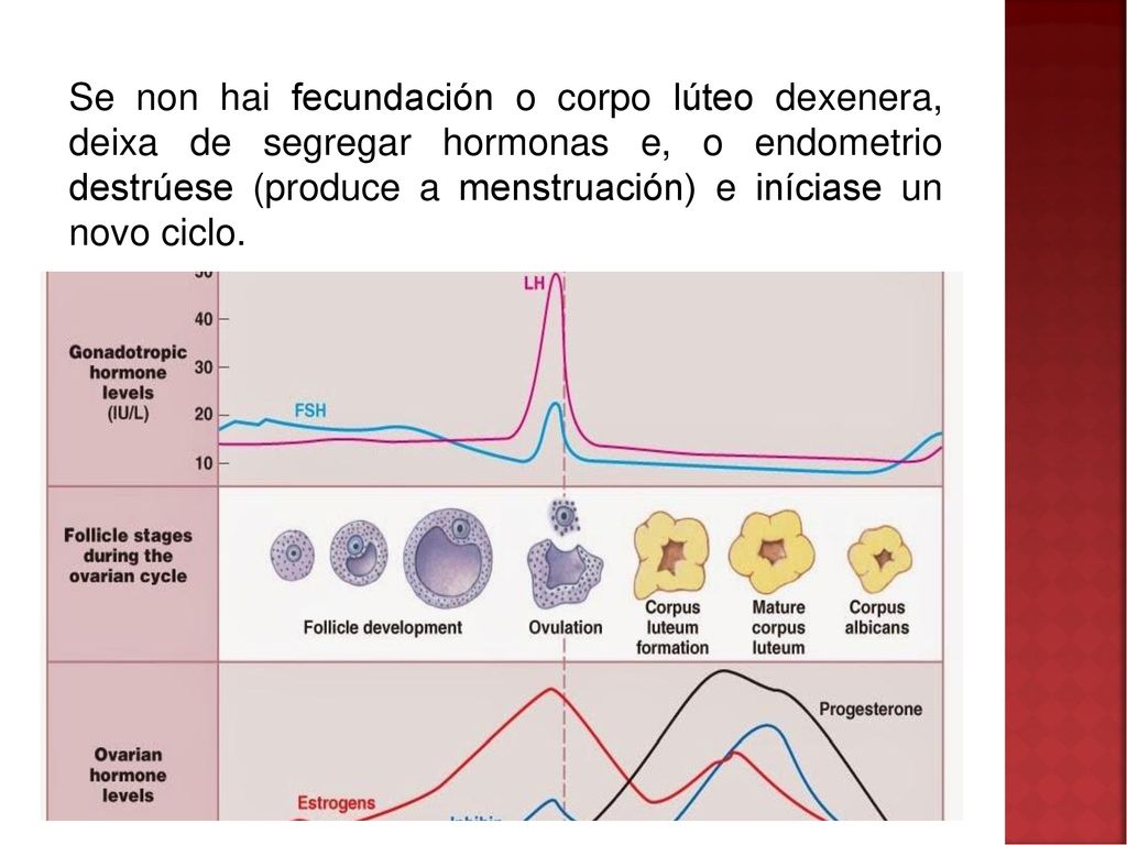 Se non hai fecundación o corpo lúteo dexenera, deixa de segregar hormonas e, o endometrio destrúese (produce a menstruación) e iníciase un novo ciclo.